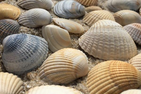 1977年蛇人在2025年的运气 1977年蛇人在2025年的运气