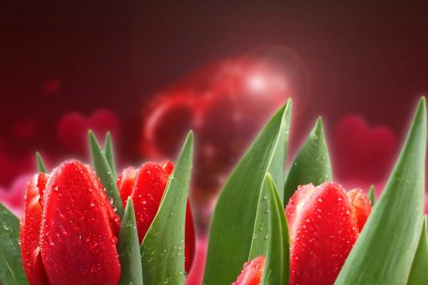 2006年属狗2025年运势完整版 2006年属狗2025年运势完整版