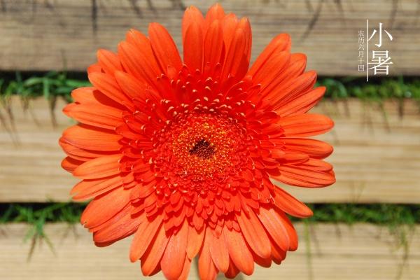 2025年属羊人的全年运势