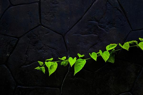 1982年属狗男一生命运如何