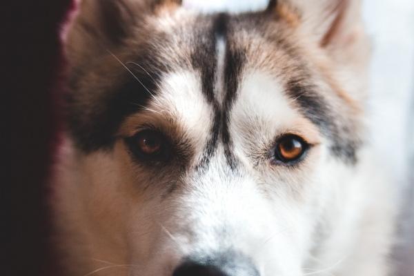 1977属蛇48岁以后运气如何 1977属蛇48岁以后运气如何