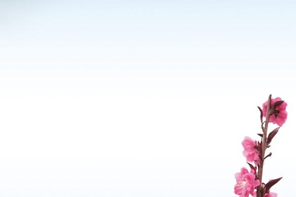 2025年属蛇女的贵人生肖 2025年属蛇女的贵人生肖