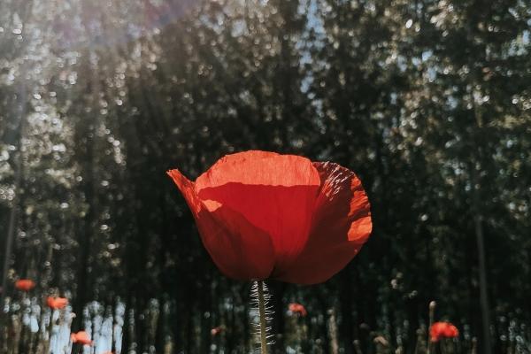 2026运气最好的生肖女