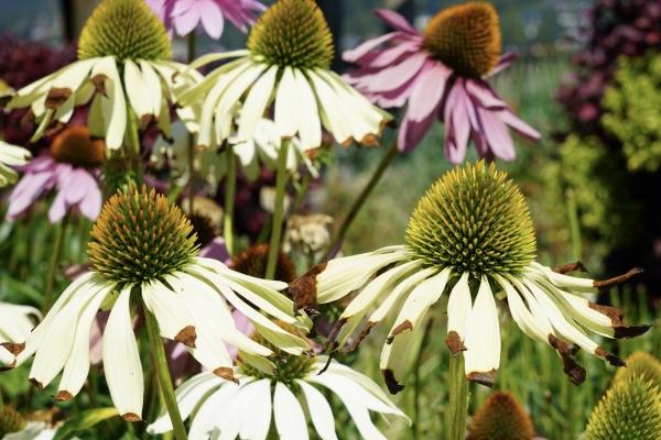 2025年属马的运势和财运 2025年属马的运势和财运