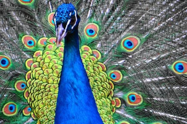 仙指阁运势 十二生肖周运详细说明2024.11.25-12.1