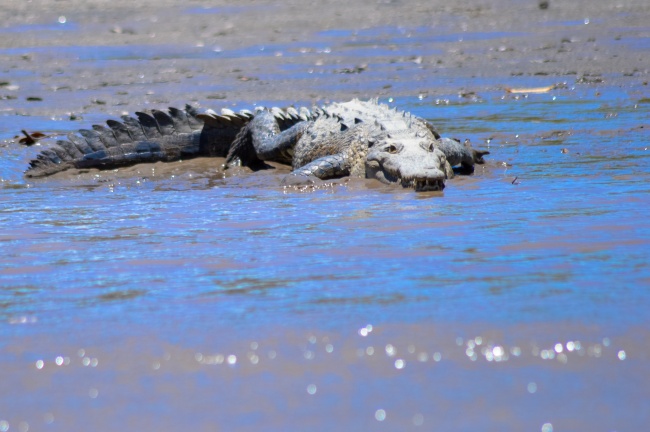 98年虎27岁有一劫，98年属虎的2025年27岁有什么劫难
