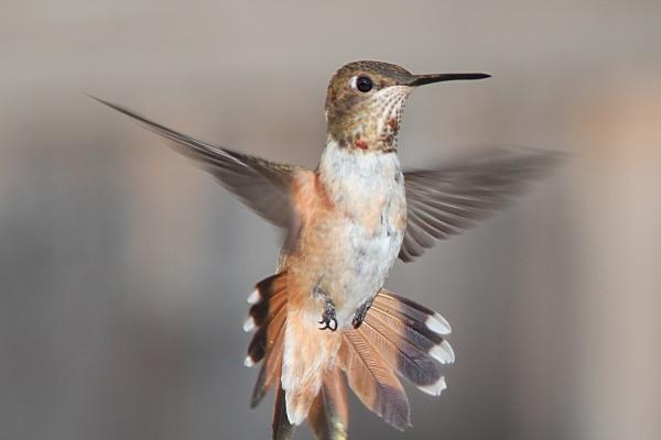 属猴2025年五大预兆,属猴的2025年会发生什么事 属猴2025年五大预兆,属猴的2025年会发生什么事