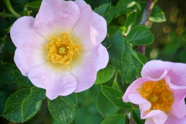 属鸡人2025年蛇年运势 属鸡人2025年蛇年运势