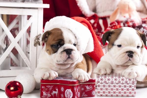 生肖狗2025运势及运程生肖狗2025运势及运程 生肖狗2025运势及运程生肖狗2025运势及运程