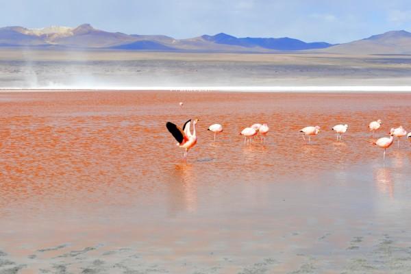 属虎2025年生肖运势 属虎2025年生肖运势