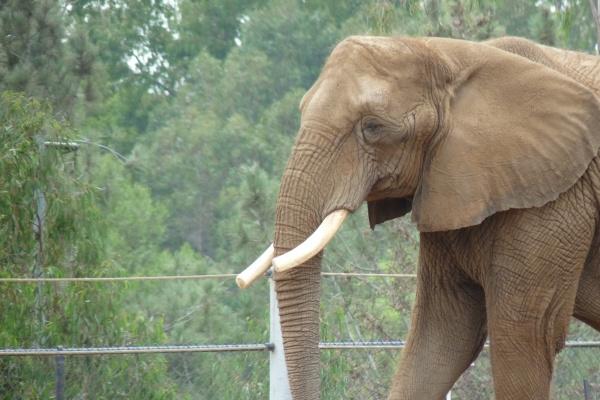 属虎人2025年最旺的颜色 属虎人2025年最旺的颜色