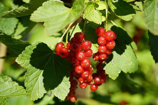 属虎人2026年运势 属虎人2026年运势