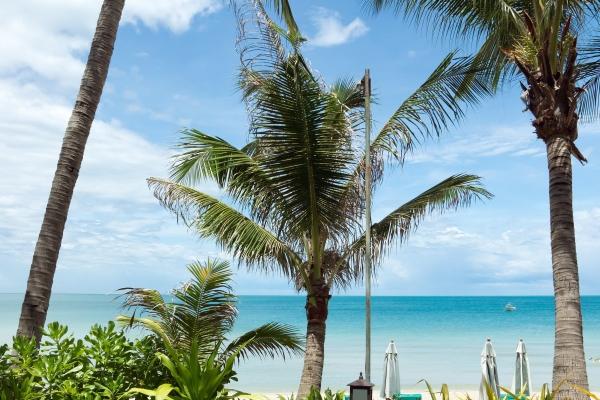 2025正缘红鸾星动的生肖 婚姻运势好