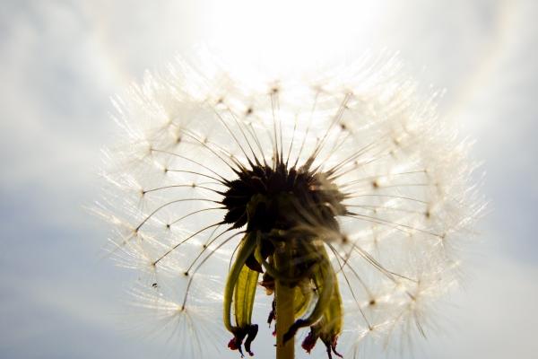属鸡的人一生的命运好吗