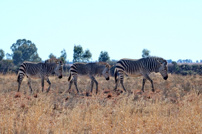 属龙人什么时候能好运