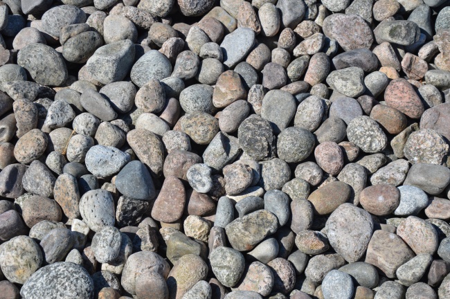 属狗的幸运树是什么树