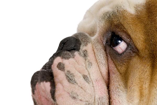 属虎男最疼哪些生肖女 属虎男最疼哪些生肖女