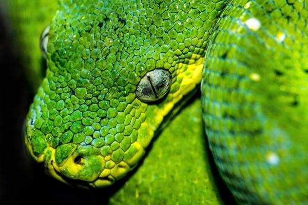 儿属狗母亲属牛相克怎么办 儿属狗母亲属牛相克怎么办