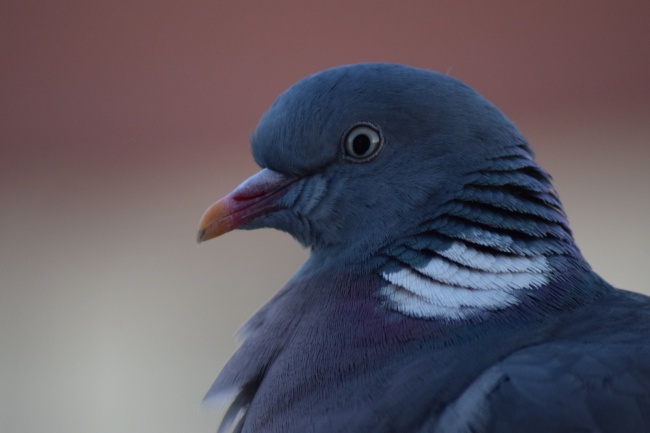 哪个生肖男最孝顺父母 哪个生肖男最孝顺父母