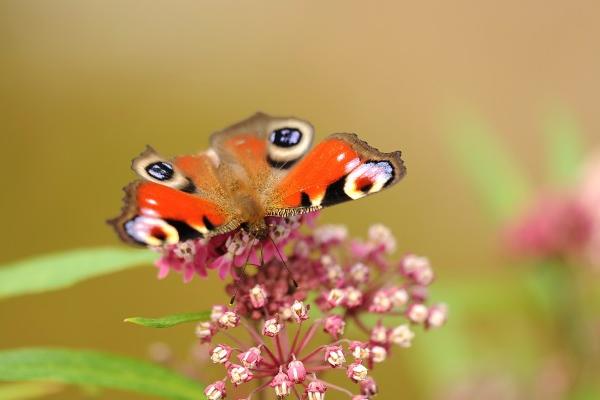 属兔2025年生肖运势 属兔2025年生肖运势