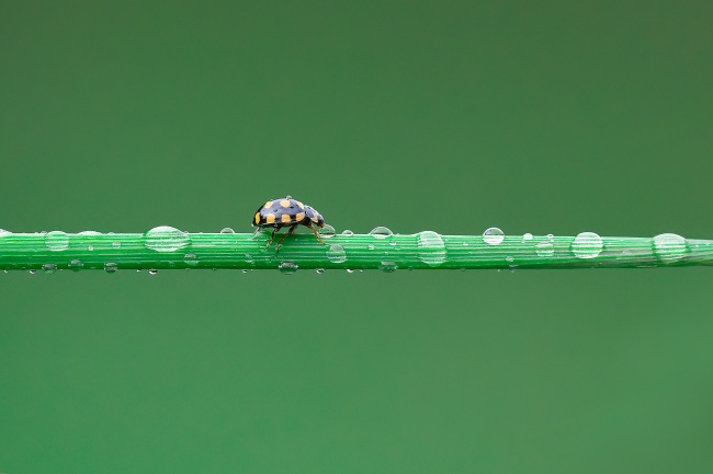 属马人2025年蛇年运势 属马人2025年蛇年运势