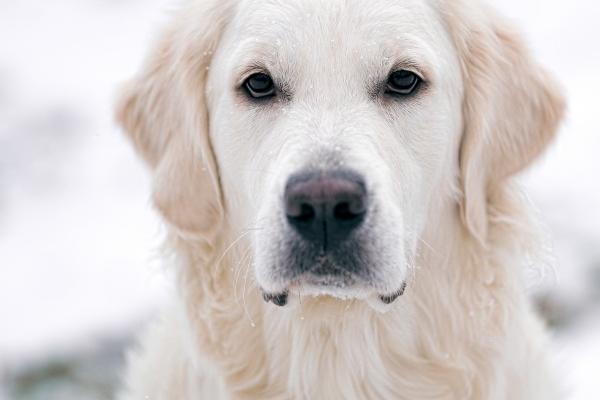 属蛇2025年运气如何 属蛇2025年运气如何