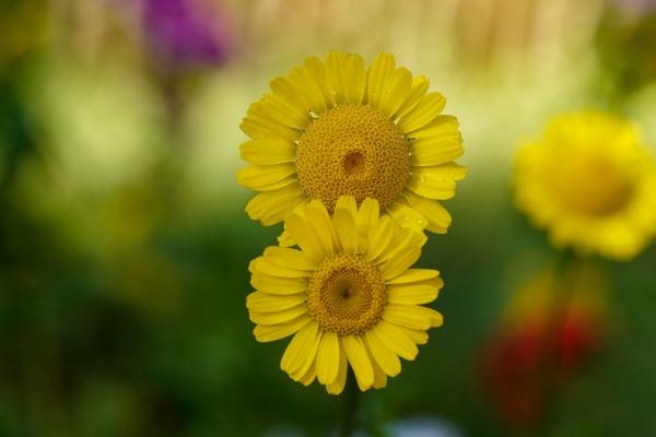 属鼠人2025年全年运势如何