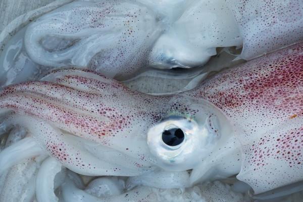 属鸡人一生命运怎么样 属鸡人一生命运怎么样