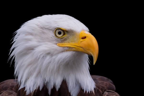 属虎人什么时候能好运，揭示属虎人的运势和命运