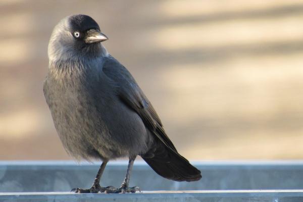 属狗人一生佩戴的吉祥物 属狗人一生佩戴的吉祥物
