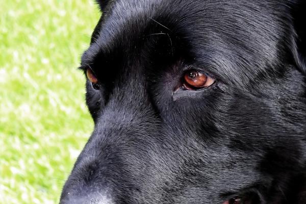 属狗人一生的命运和运势 属狗人一生的命运和运势