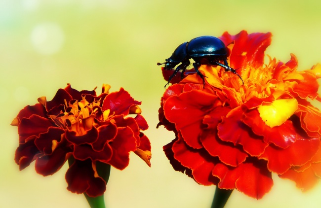 属蛇在2025运气怎么样 属蛇在2025运气怎么样