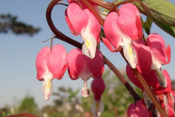 十鸡九富几月出生最好 十鸡九富几月出生最好