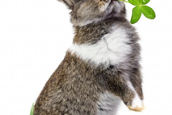 人际关系好的生肖女 人际关系好的生肖女