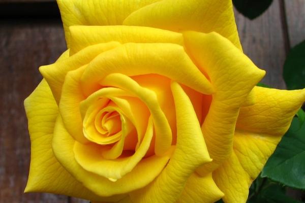 属蛇见什么为红鸾天喜 属蛇见什么为红鸾天喜