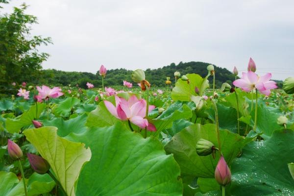 属兔人财运方位在哪里 属兔人财运方位在哪里