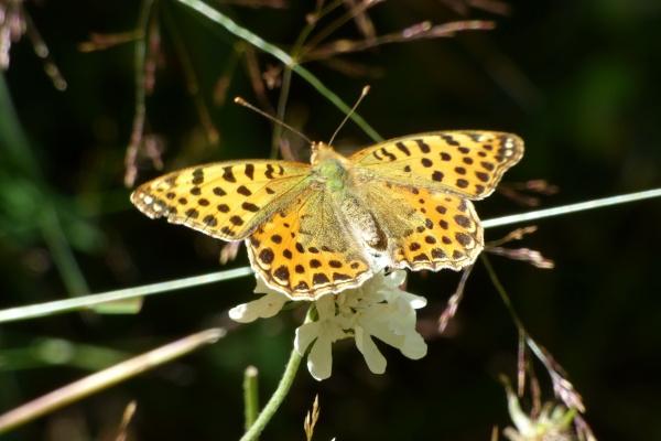属马人养什么植物最旺财 属马人养什么植物最旺财