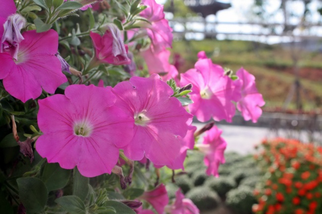 属蛇的正缘桃花是谁 属蛇的正缘桃花是谁