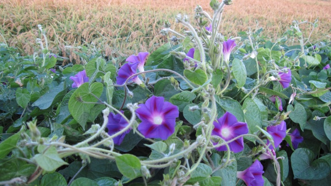 属兔未来三年运势大揭秘 属兔未来三年运势大揭秘