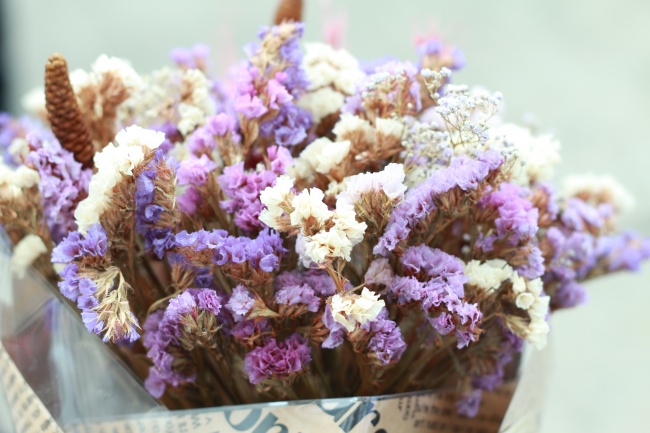 属鼠人养什么植物最旺财 属鼠人养什么植物最旺财