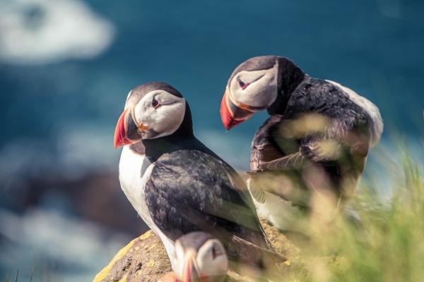 属蛇人烂桃花在哪年出现 属蛇人烂桃花在哪年出现