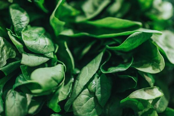 属兔的未来几年运势 属兔的未来几年运势