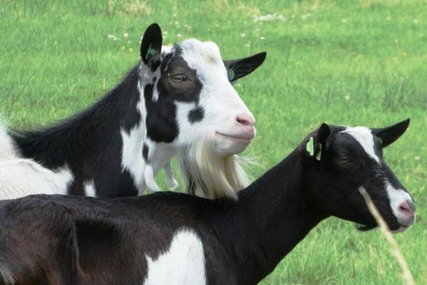 仙指阁运势 十二生肖周运详细说明2024.12.9-12.15