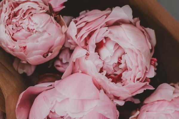 第一运程 2024年12月7日十二生肖运势解析