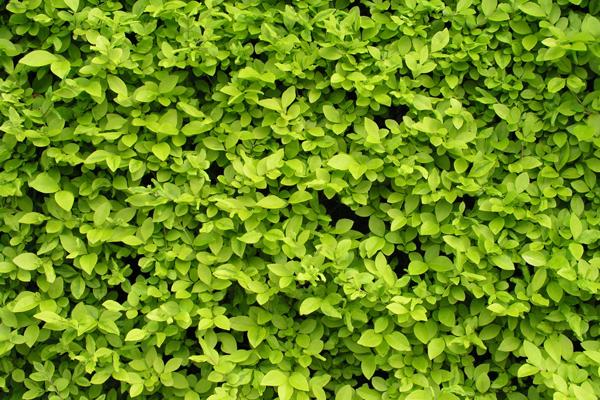 属蛇人最旺的颜色 属蛇人最旺的颜色