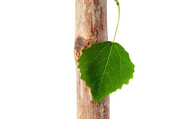 属兔人最厉害三个特点 属兔人最厉害三个特点