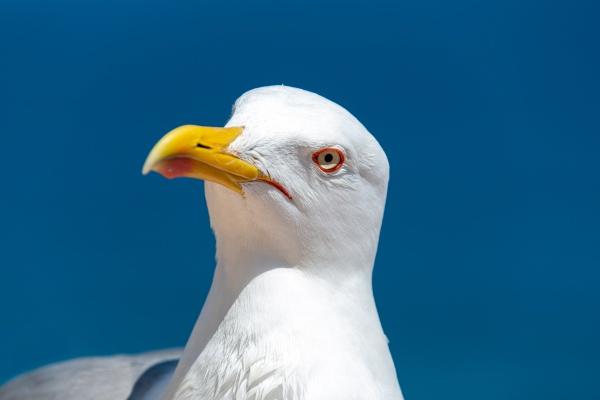 属2个生肖的女人命好吗 属2个生肖的女人命好吗