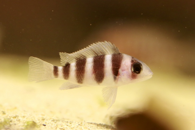 2025年最好的生肖 大吉的属相有哪些