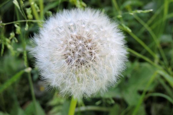 1991年属羊2025蛇年运势 1991年属羊2025蛇年运势