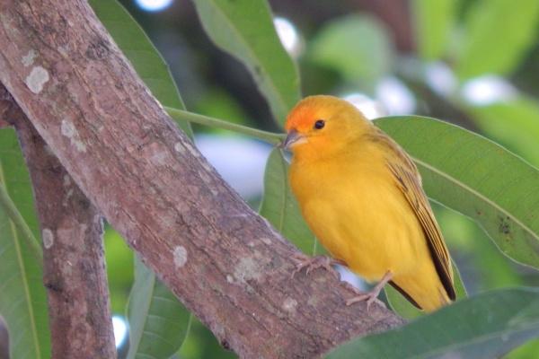 属羊人2025年运势运程 属羊人2025年运势运程